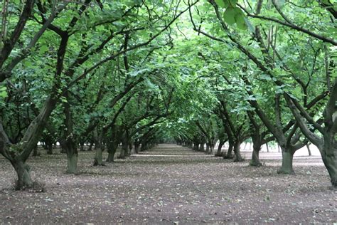 The Hazelnut Tree – A Curious Tale From Ancient Anatolia That Will Leave You Pondering Life’s Mysteries!